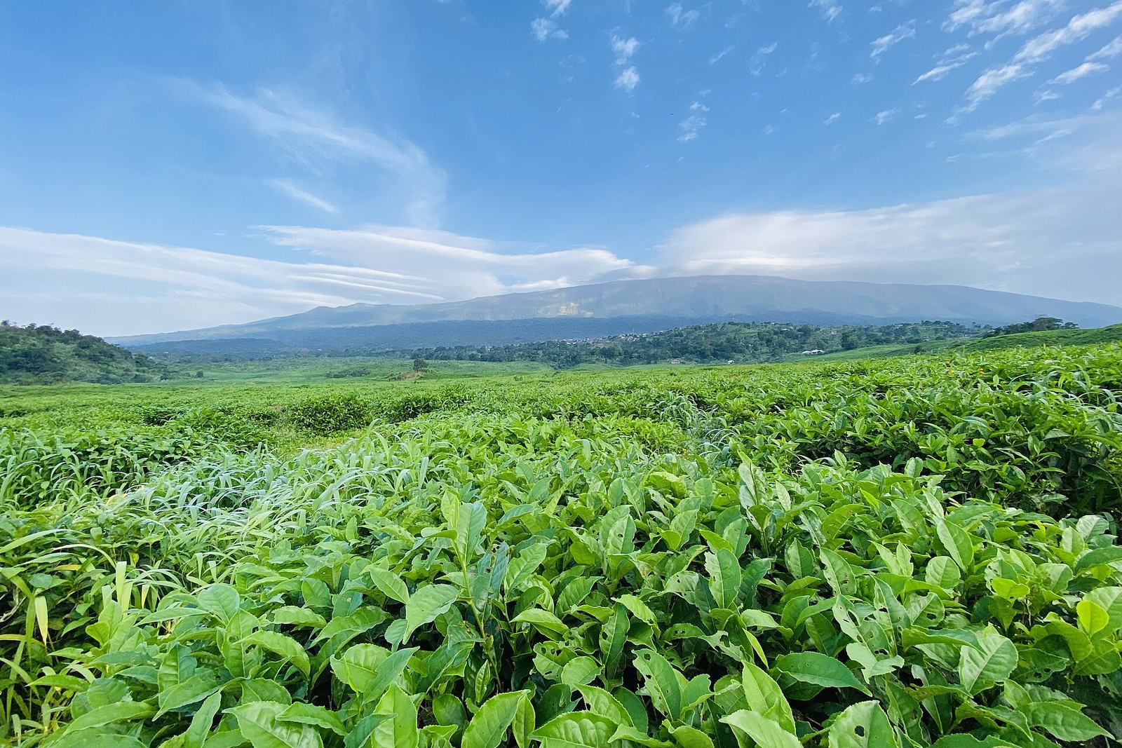 Mount Cameroon from the Tole Tea Estate, Buea