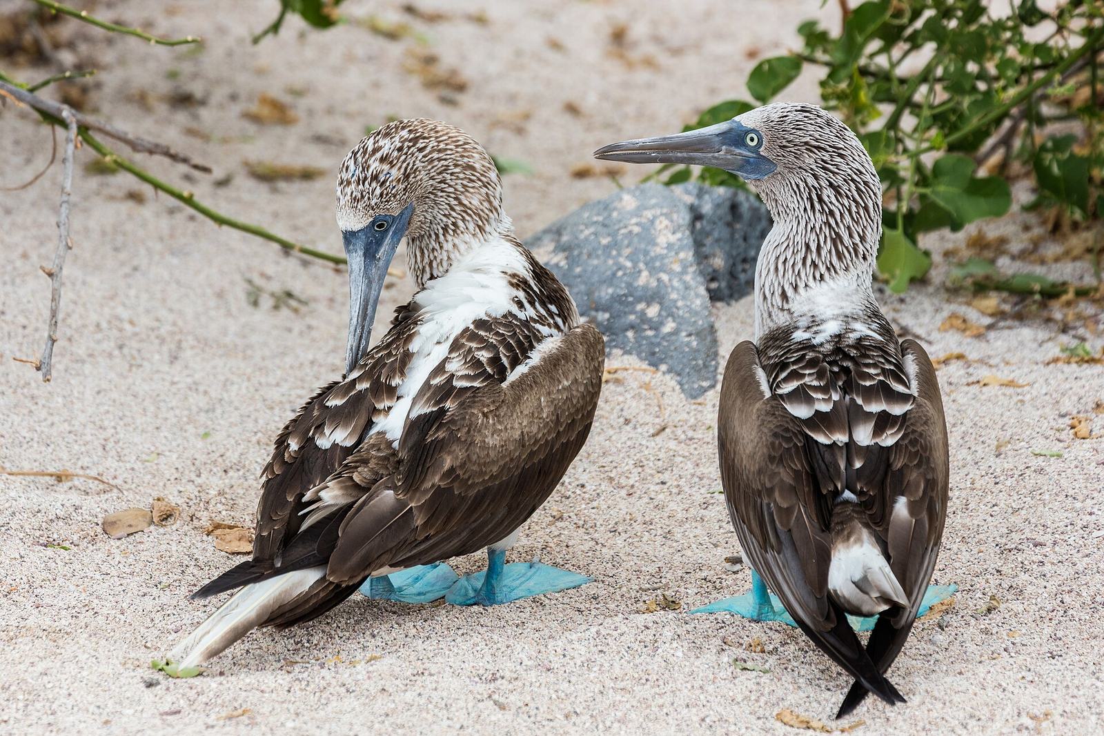 Blue-footed boobies, Galápagos