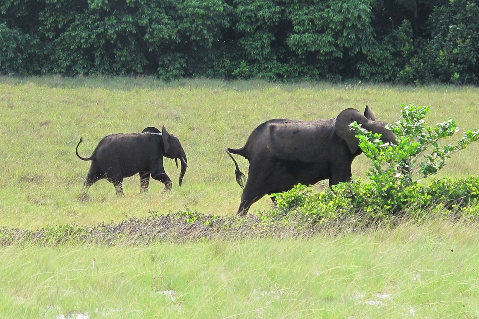 Loango National Park