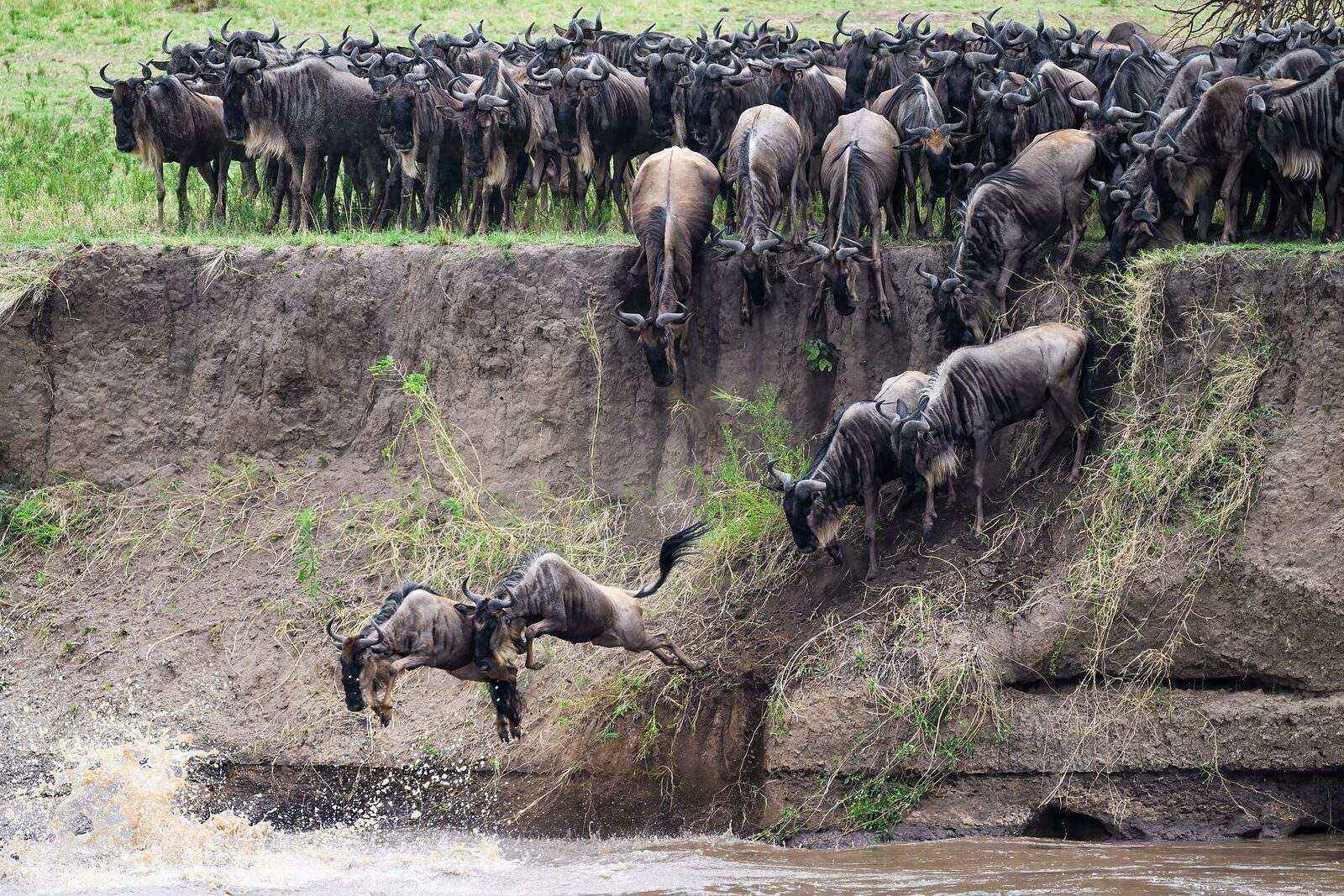 Maasai Mara