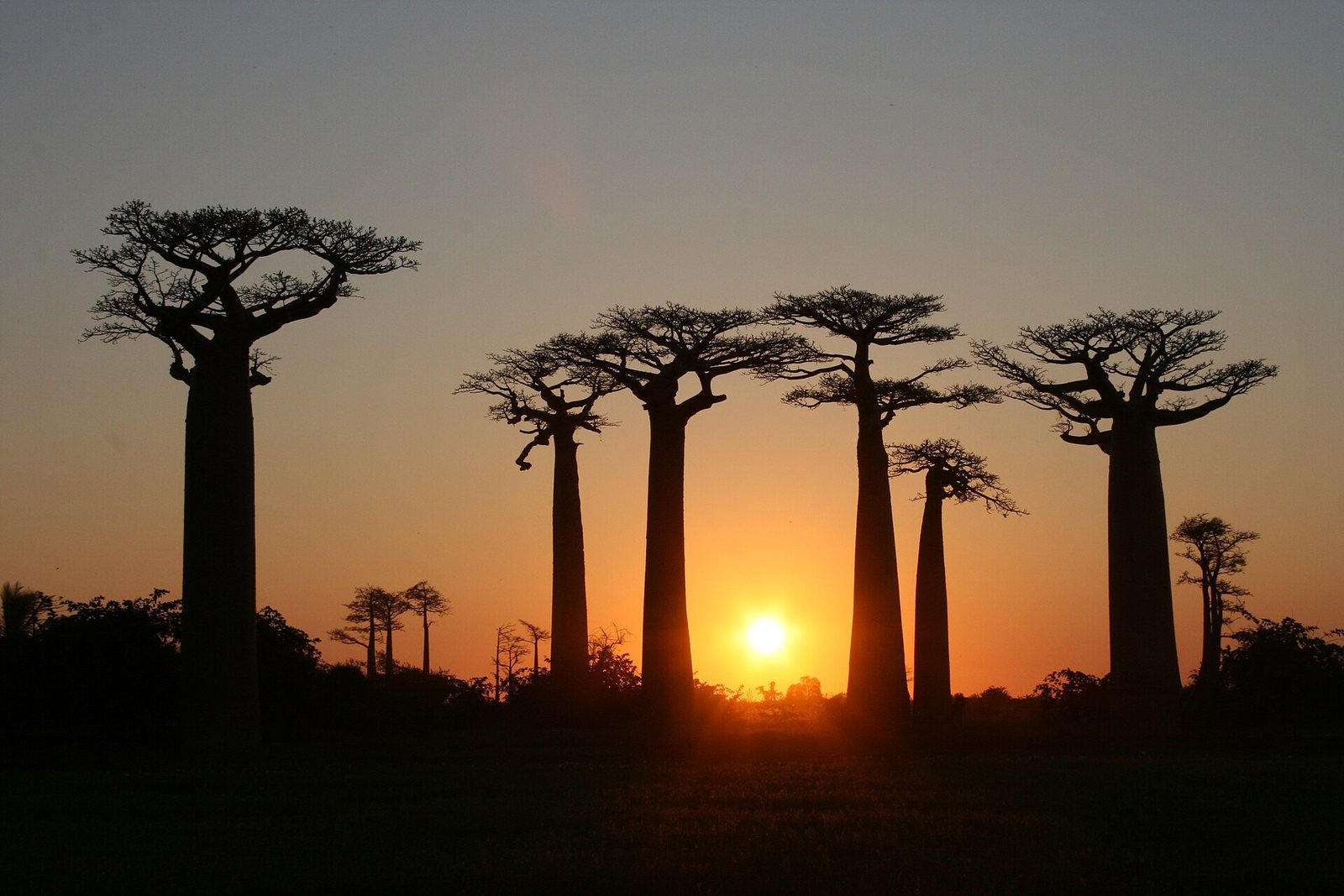 Avenue of the Baobabs, Morondava
