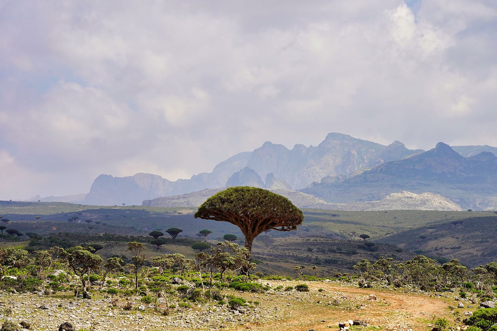 Dragon's blood trees, Socotra