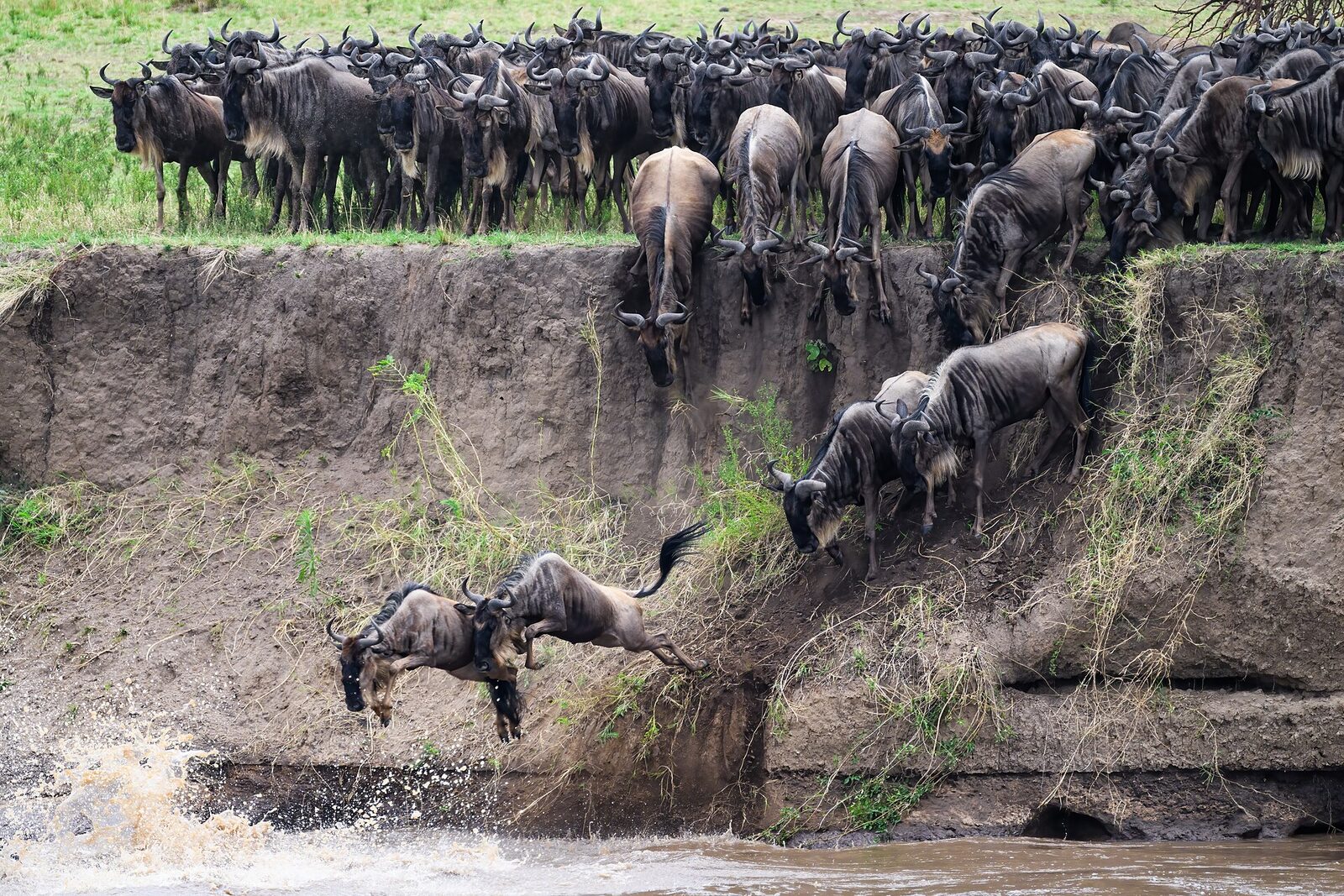 Wildebeest enter the Mara River
