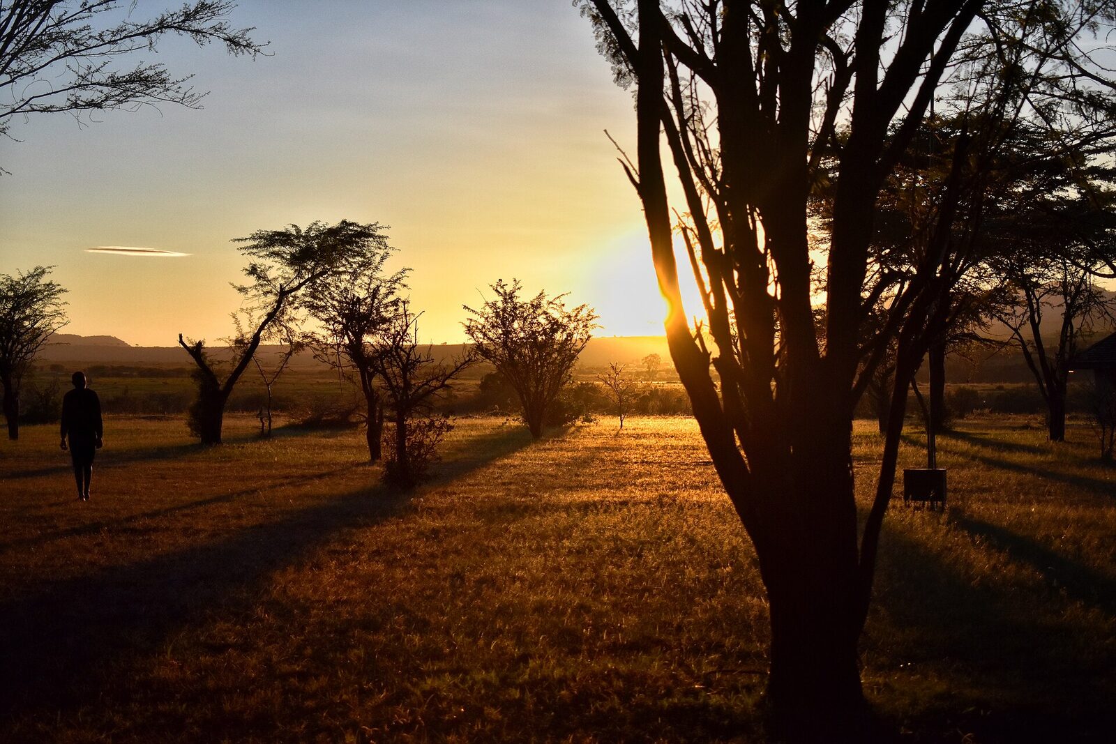 Sunrise with trees silhouette in the maasai mara