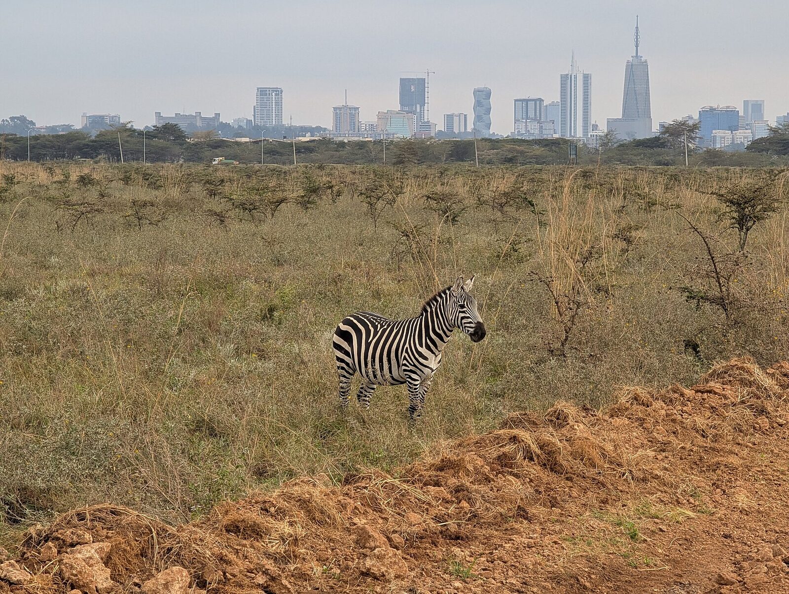 Nairobi National Park (August 2025), Zebra and city skyline